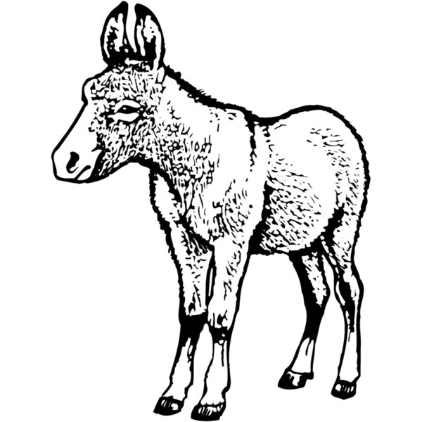 BURRO009 Thumbnail
