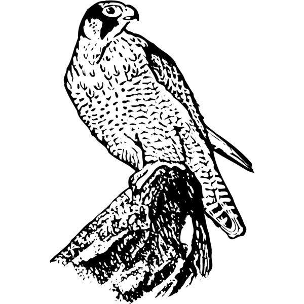 BIRD004 Thumbnail