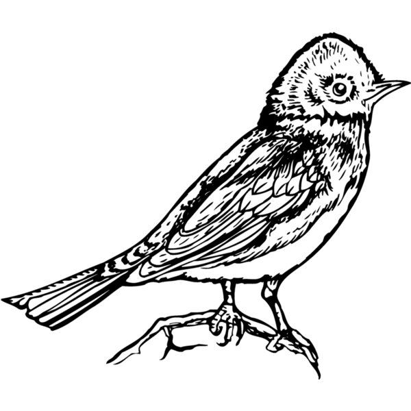 BIRD006 Thumbnail