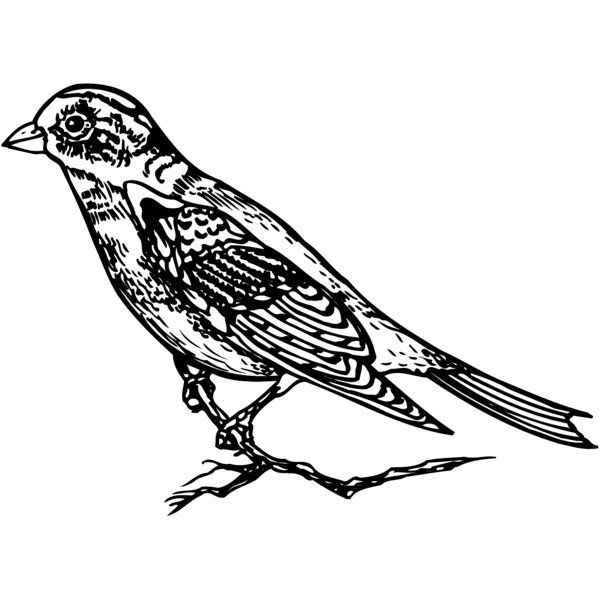 BIRD027 Thumbnail