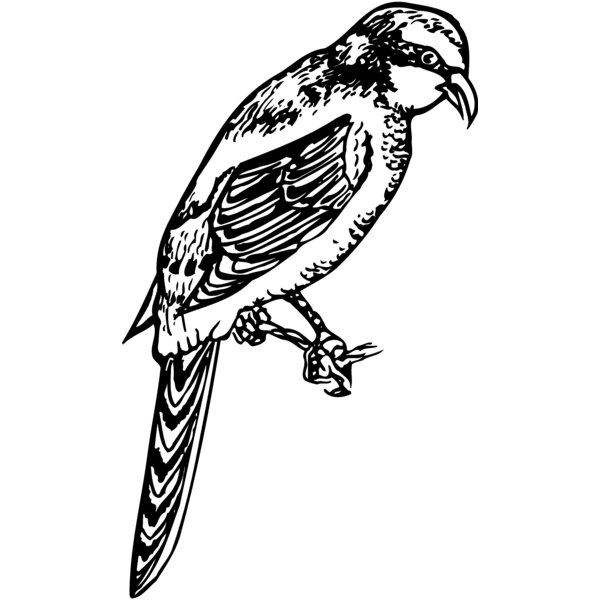 BIRD053 Thumbnail