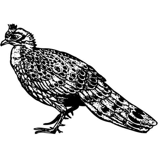 BIRD064 Thumbnail