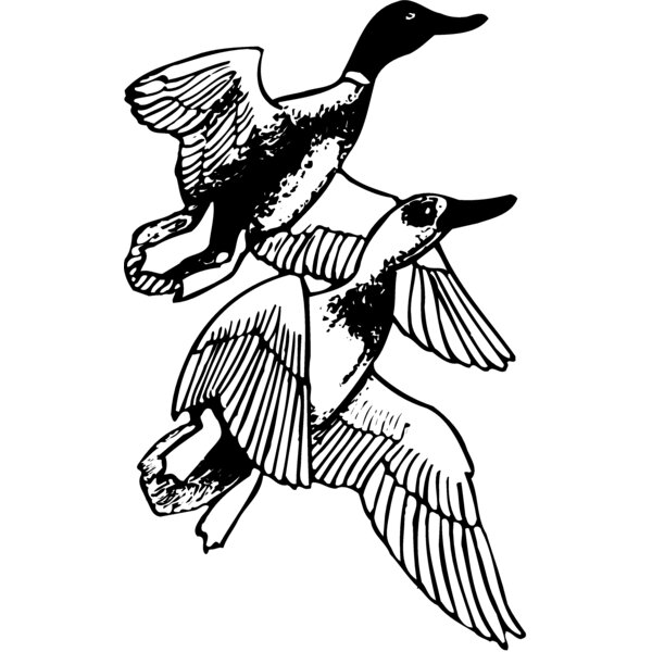 BIRD078 Thumbnail