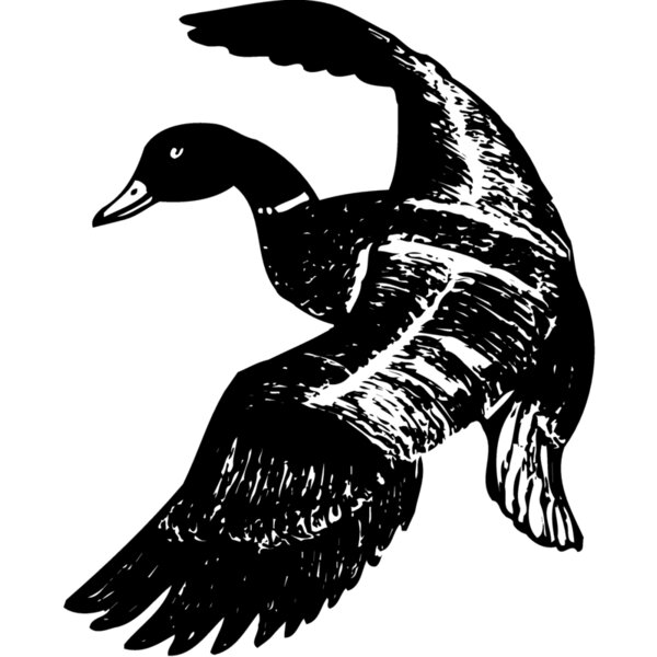 BIRD081 Thumbnail