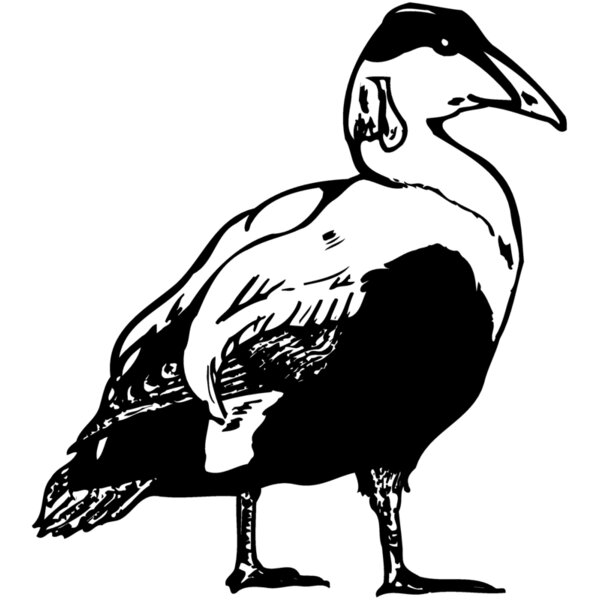 BIRD104 Thumbnail
