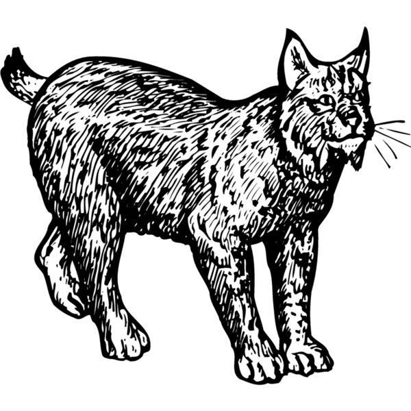 BOBCAT02 Thumbnail