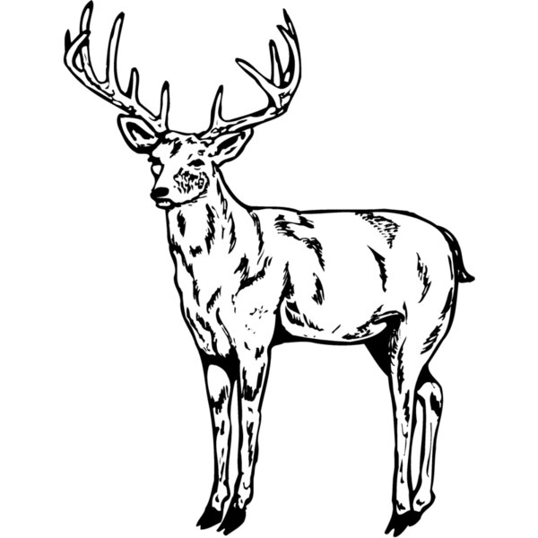 DEER021 Thumbnail