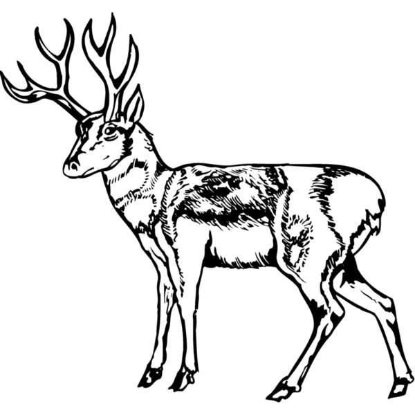 DEER025 Thumbnail