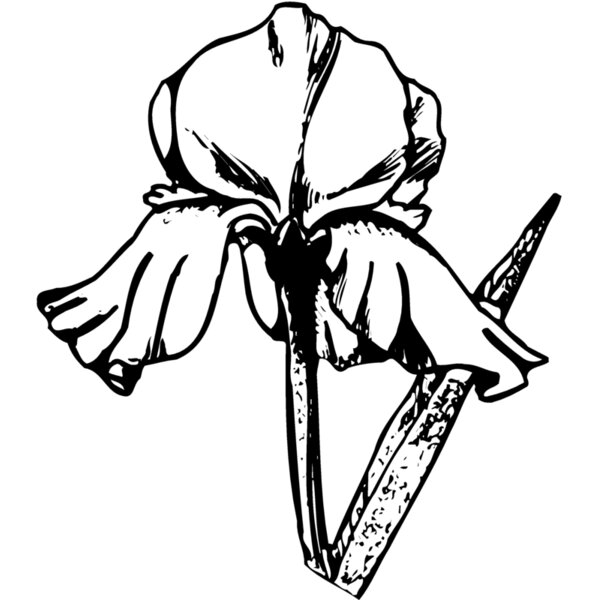 FLOWER11 Thumbnail